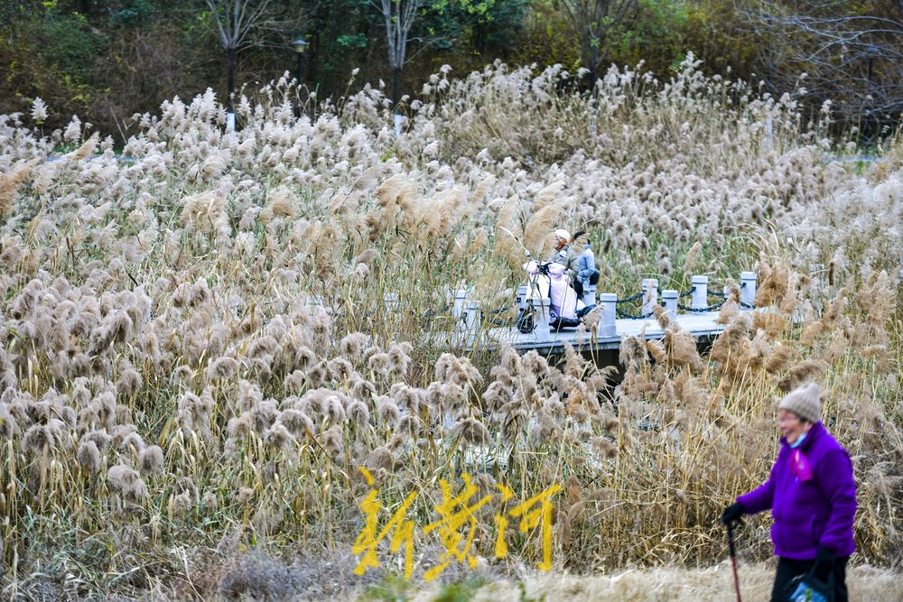 初冬时节，在济南凤凰湖湿地邂逅诗意与浪漫