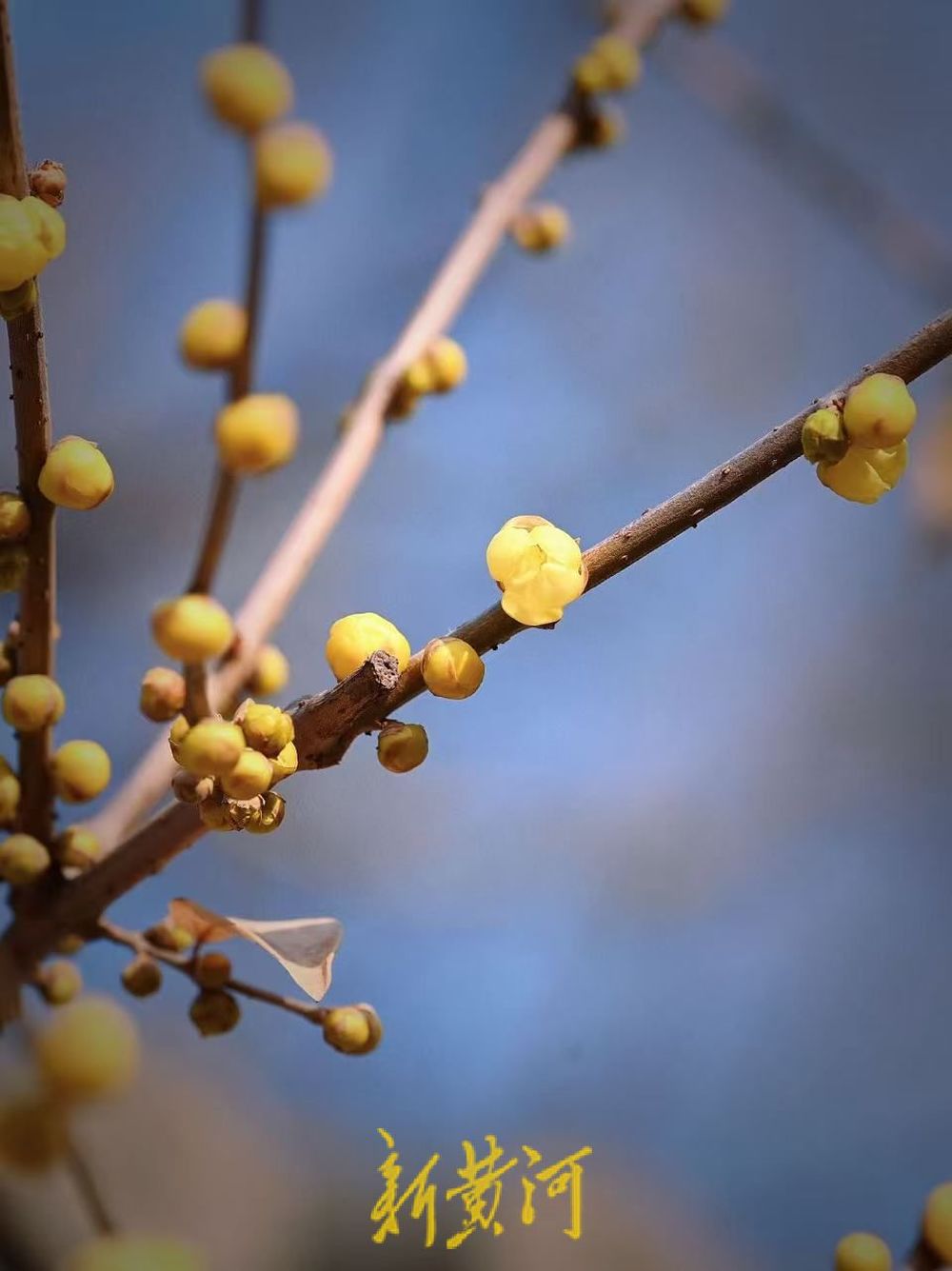 济南趵突泉沧园腊梅含苞待放 香气四溢引游客