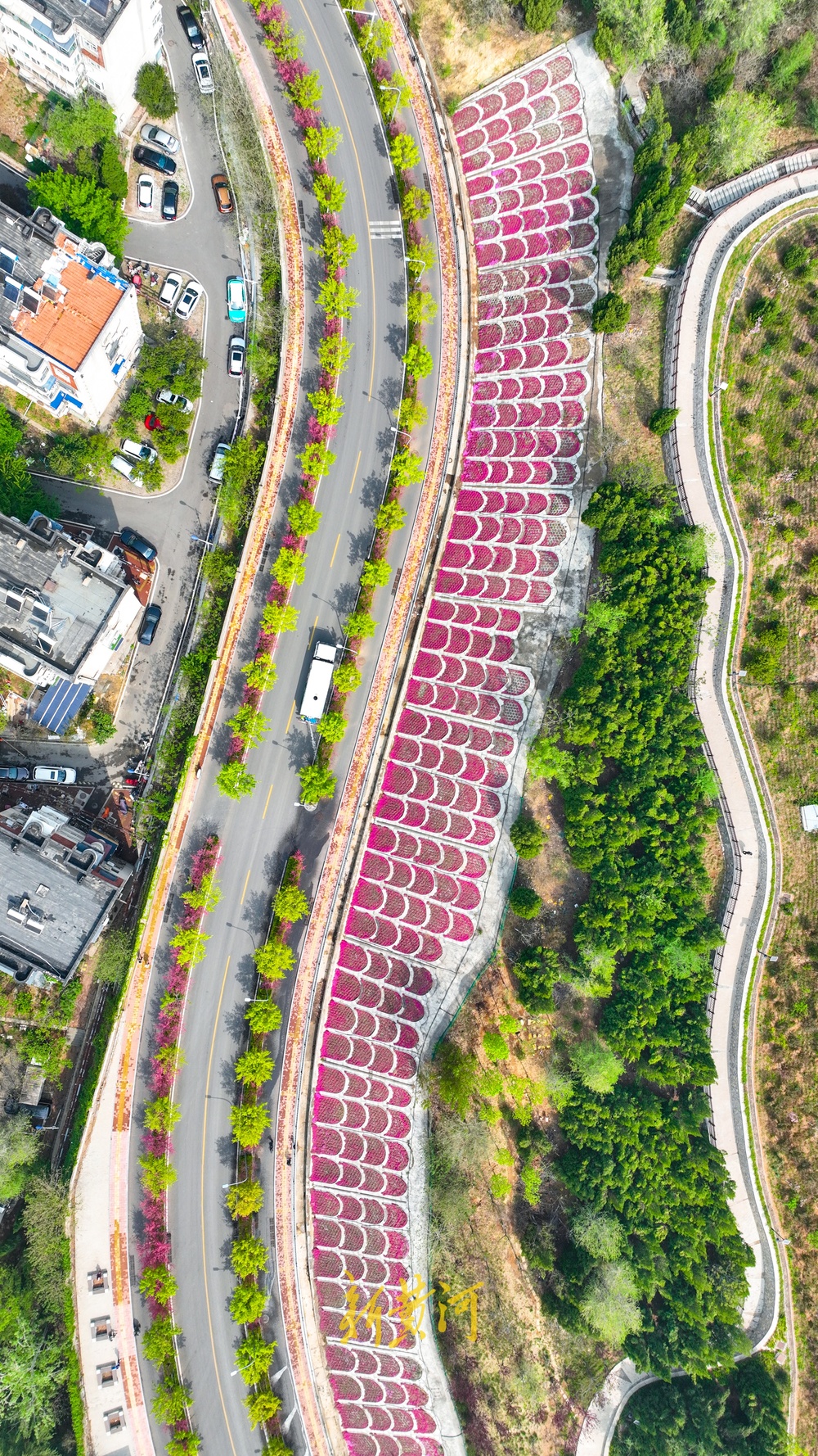 惊艳！鳌角山山体公园现玫红色鱼鳞状花堤