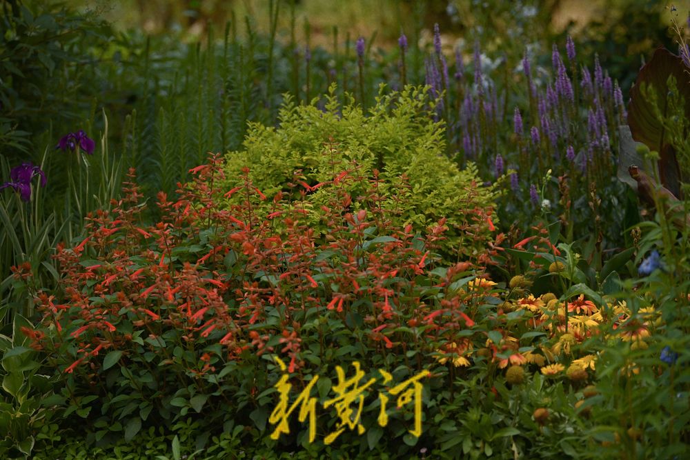 美！大明湖微型花园繁花烂漫 