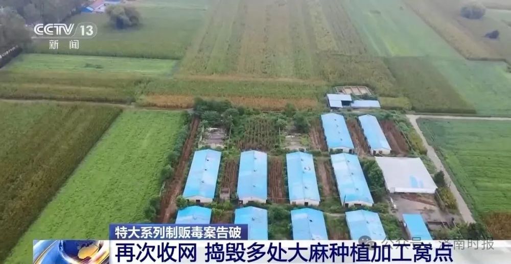 缴获毒品大麻12万克，济南警方侦破一起特大制贩毒品案