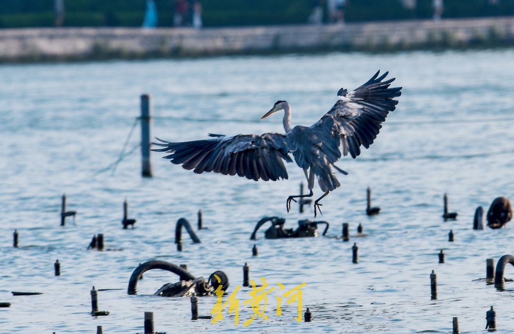 大明湖喷泉变身“避风港”，引众多野生鸟儿栖息