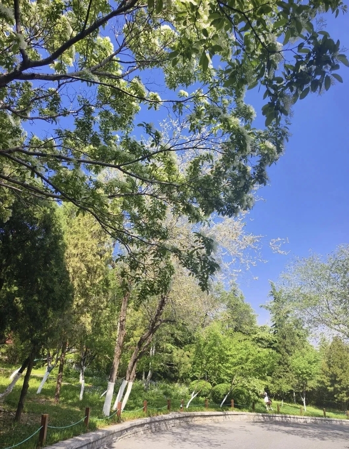 素衣流苏，花开如雪 千佛山邀您共赏流苏盛放