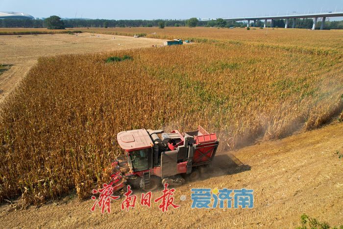 济南黄河北岸玉米收割正酣 金秋田野迎丰收