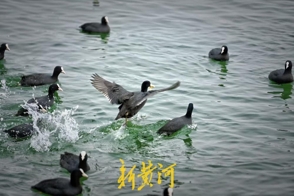 春日泉城升温 数百只白骨顶鸡大明湖畔嬉戏增趣味