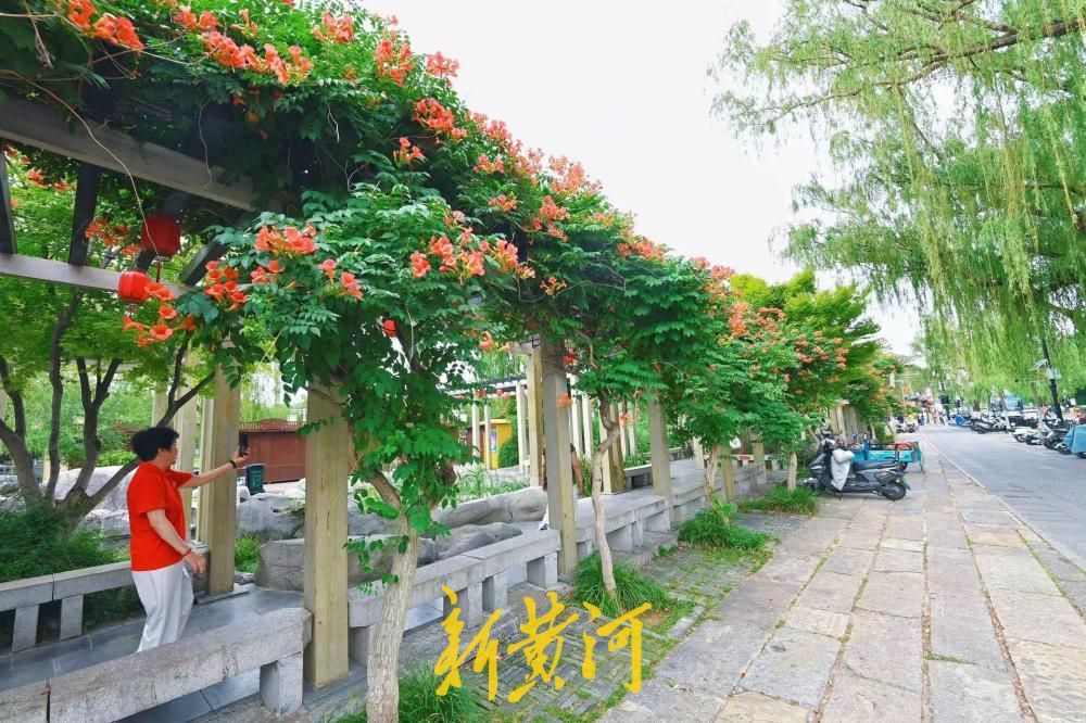 繁花满架映古巷 济南百花洲凌霄花热烈盛放