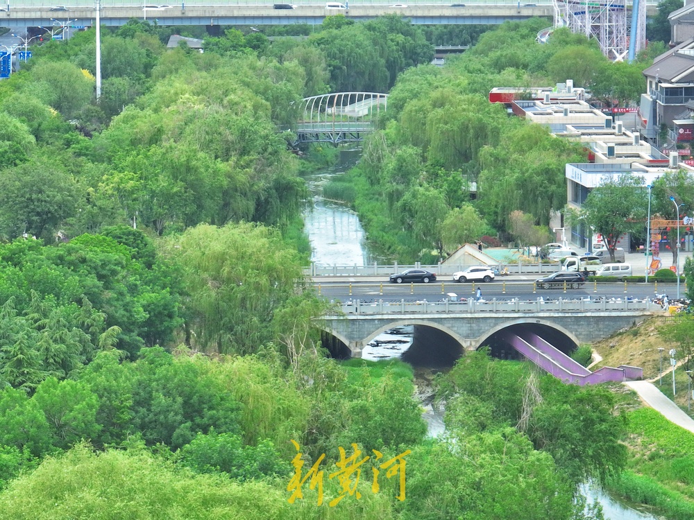 绿柳如烟、满目青翠！绿色打底绘就泉城的初夏  