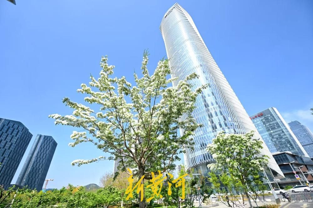 济南中央商务区流苏花如约绽放，白花飘荡如覆春雪