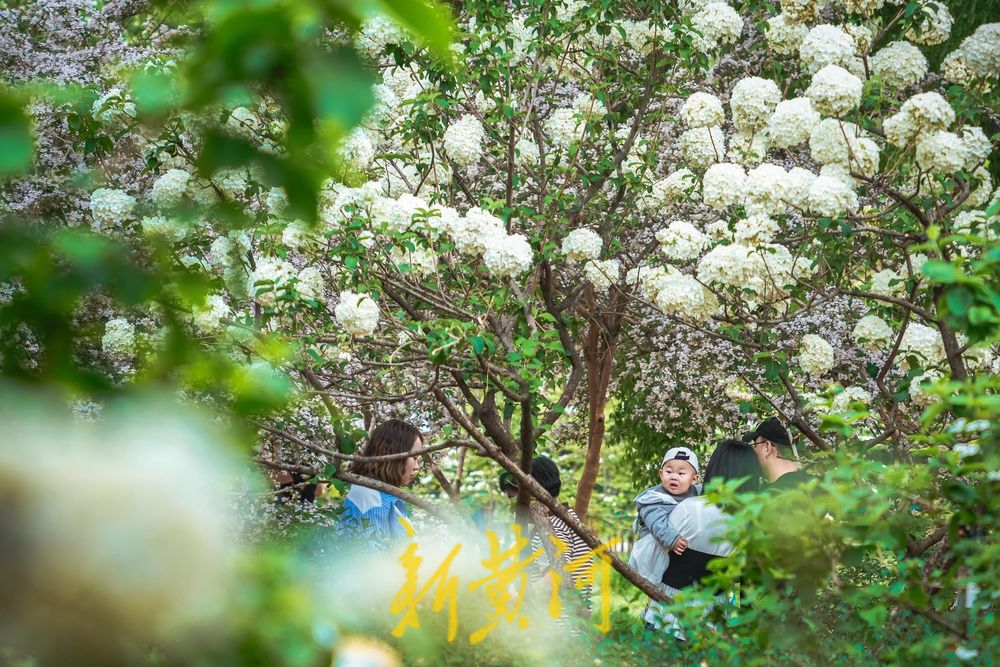人在花中游 猬实花盛开绘就泉城春日盛景