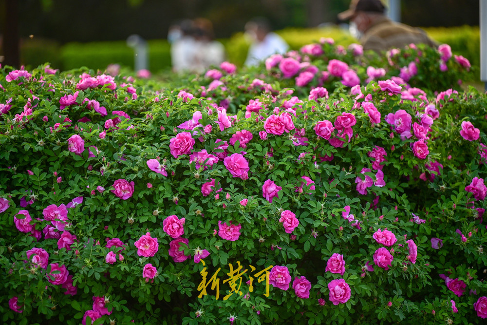 泉城市花玫瑰进入盛开季 