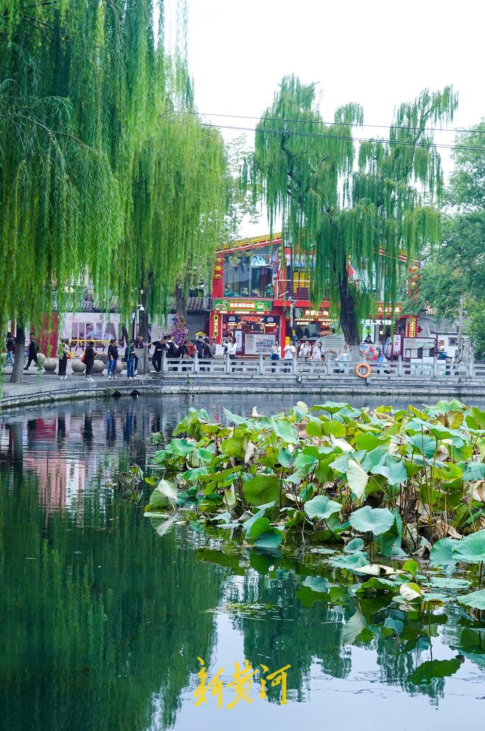 济南百花洲秋色入画来，残荷垂柳倒映成景
