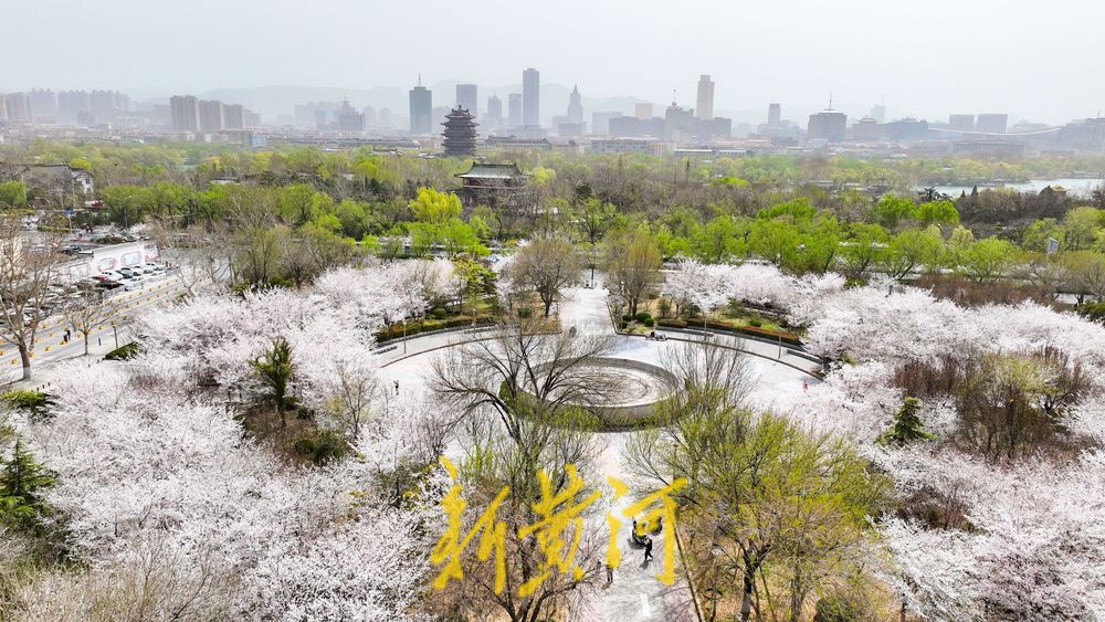 一路一场携手成景 樱花景观带迎来最美时光