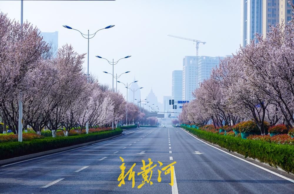 一路繁花！济南西城这些路段的红叶李进入盛花期