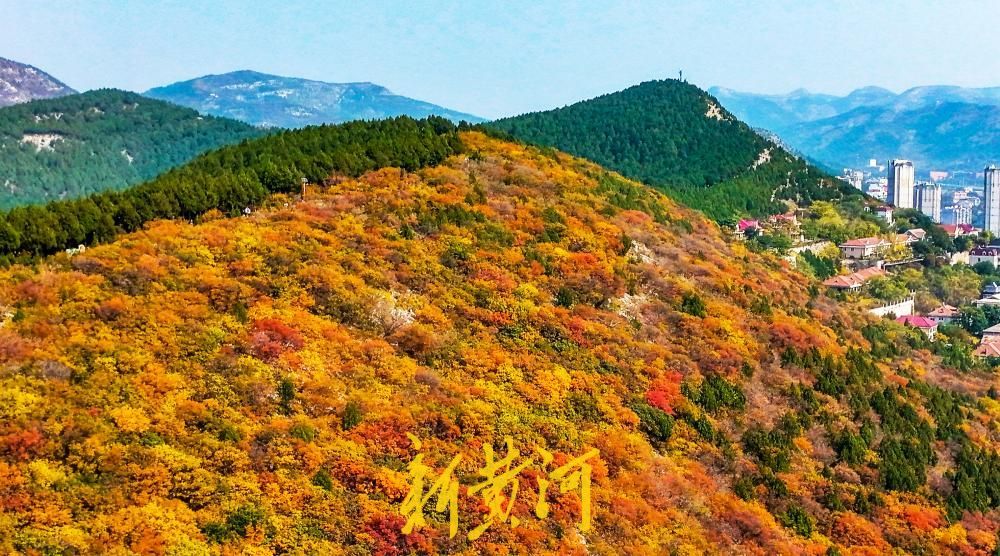 济南蝎子山迎来“半红半绿”的最佳观赏期