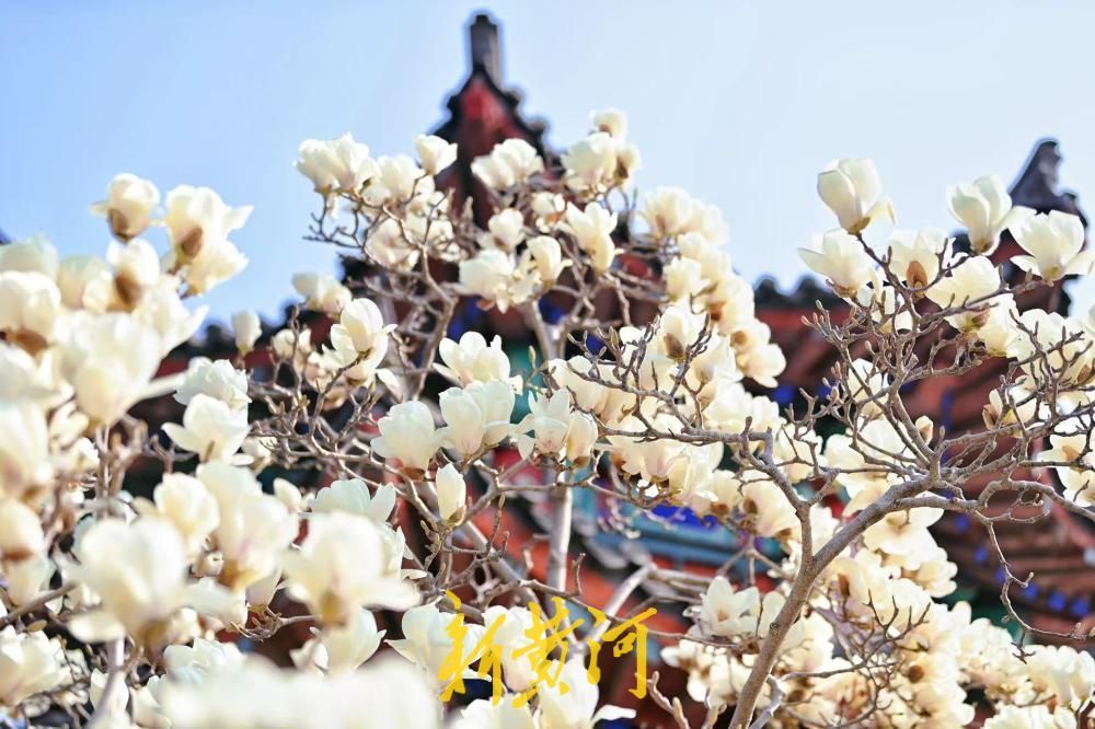 已进入最佳观赏期，大明湖得月亭白玉兰怒放