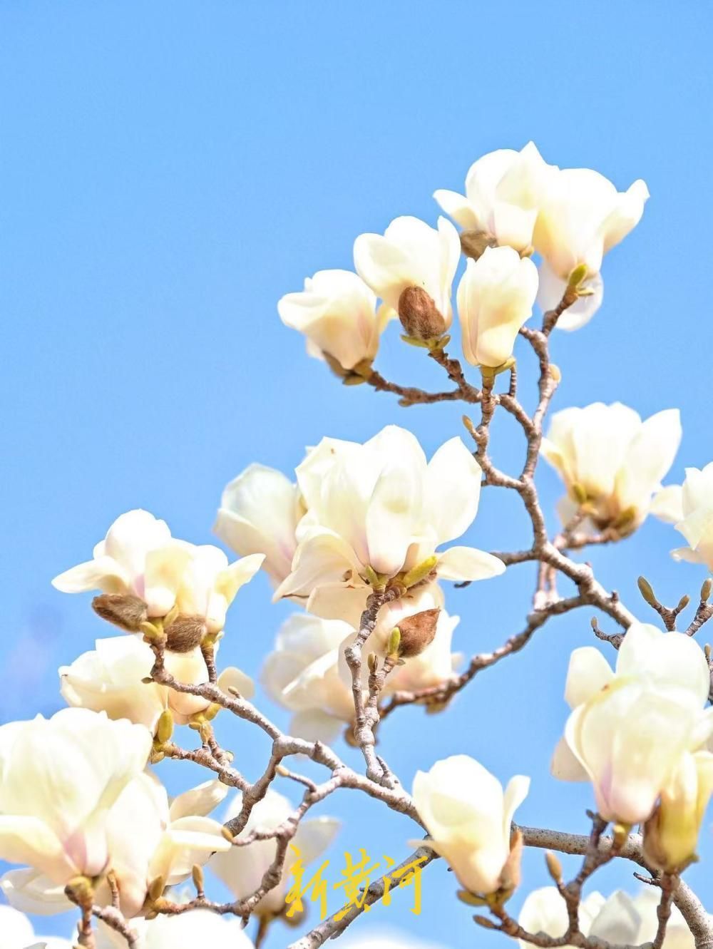 已进入最佳观赏期，大明湖得月亭白玉兰怒放