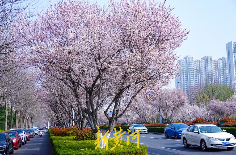 一路繁花！济南西城这些路段的红叶李进入盛花期