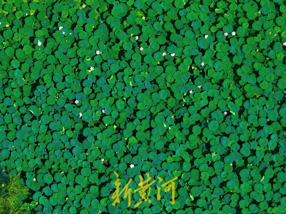 泉城雨后迎短暂凉爽天气 市民在荷花盛开中感受清凉