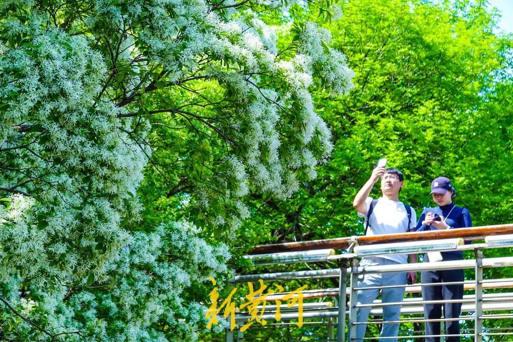 泉城公园流苏花如约绽放 洁白如雪备受喜爱