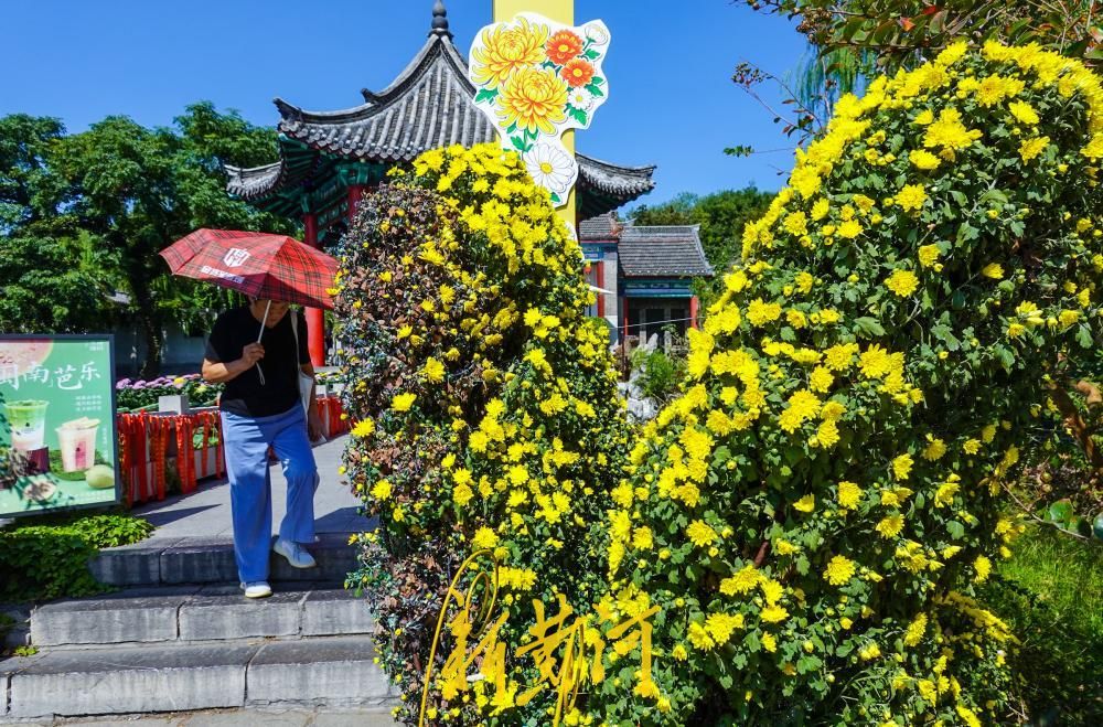 济南大明湖月下亭金秋菊花展启幕，数百盆菊花扮靓明湖秋色