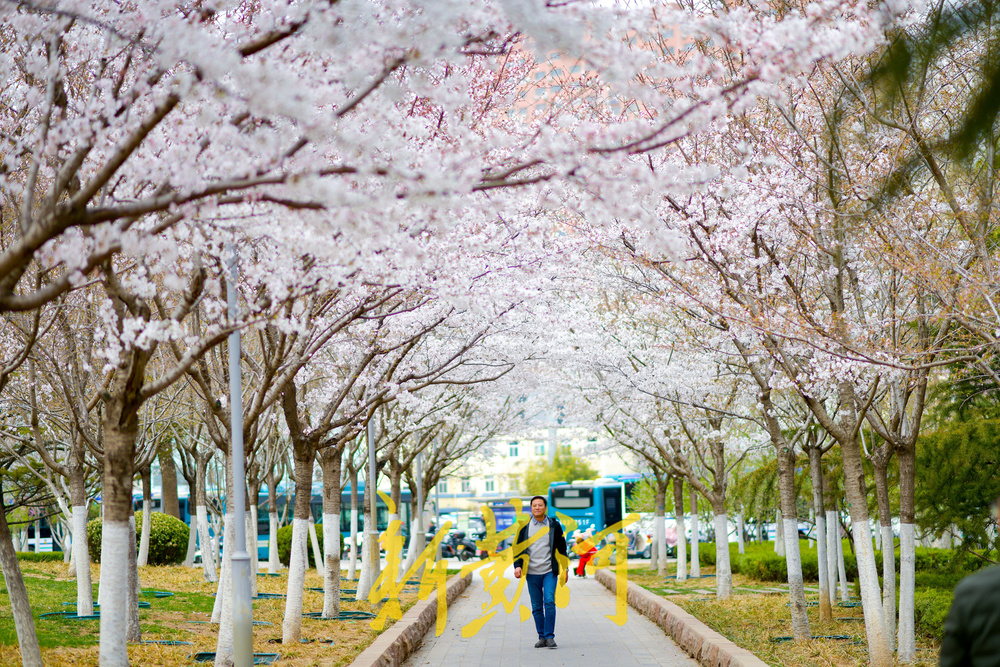 最大樱花广场已到烂漫时，三个品种500多株轮番绽放