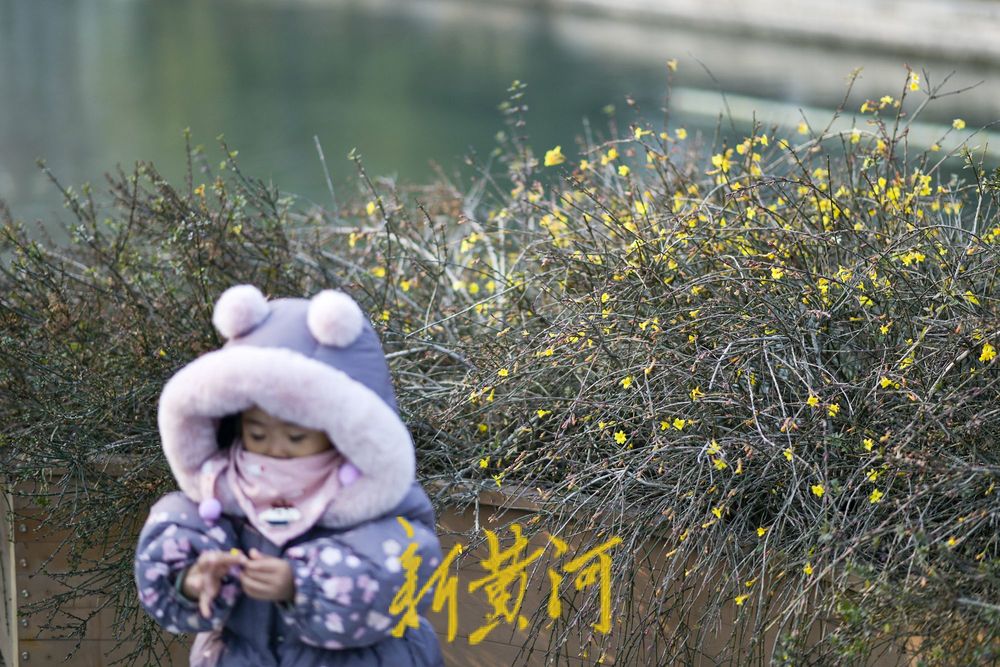 一年四季 泉在济南丨泉城冬日暖如春 护城河畔迎春花“错季”绽放