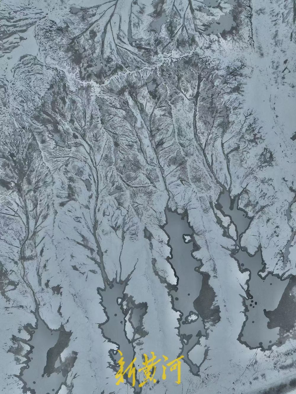 “冰雪潮汐树”现身济南黄河北岸，尽显自然之美