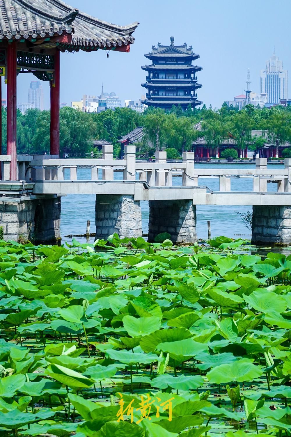 第一波新荷含苞亮相泉城进入最美赏荷季