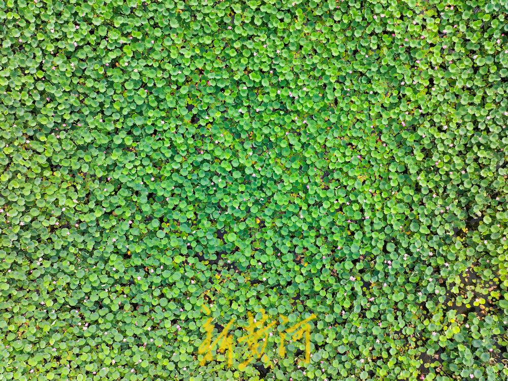 荷风夏韵！华山湖绘就盛夏生态图