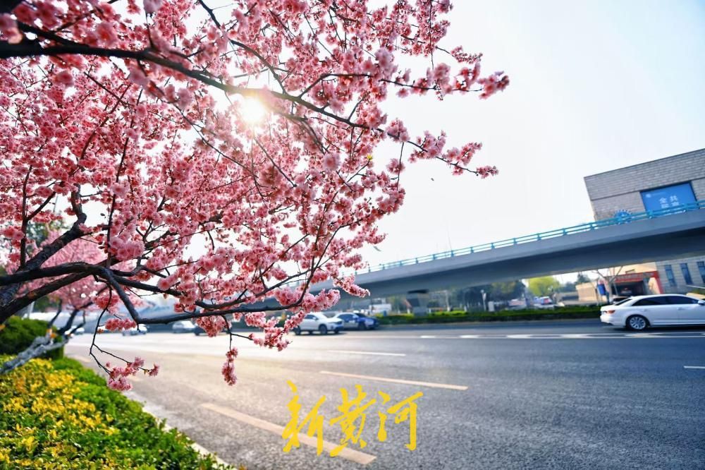 经十路最美春色上线 道路两侧美人梅迎风盛开