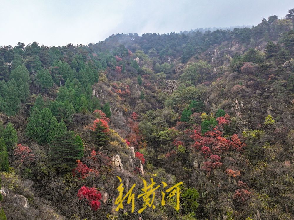 一年四季 泉在济南丨飞瀑灵动，红叶似火！济南黄巢瀑布奏响冬日交响曲