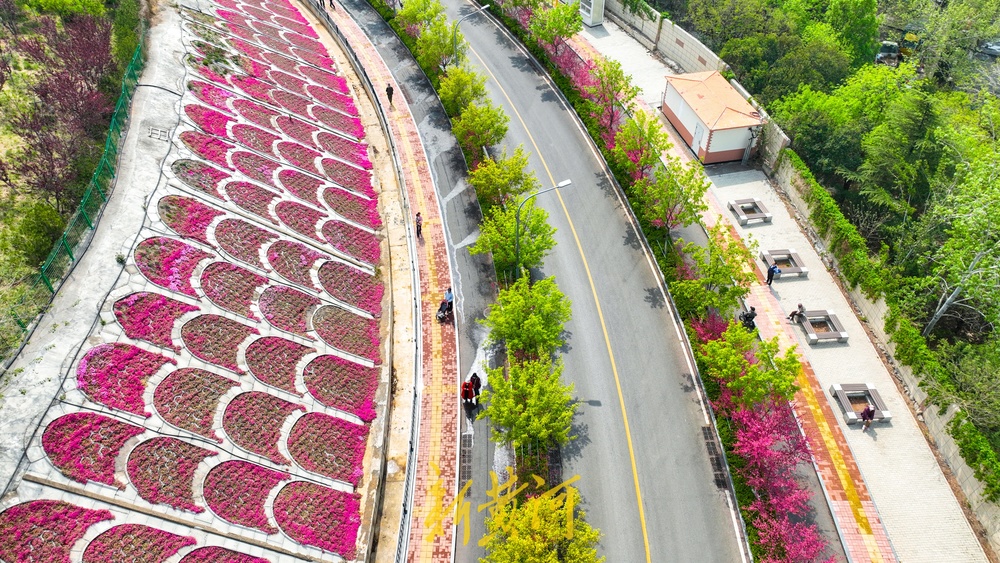 惊艳！鳌角山山体公园现玫红色鱼鳞状花堤