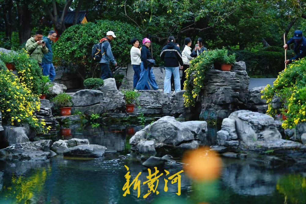 泉城秋风瑟瑟，五龙潭雏菊次第绽放