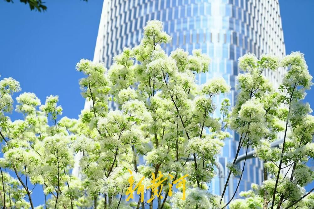 济南中央商务区流苏花如约绽放，白花飘荡如覆春雪