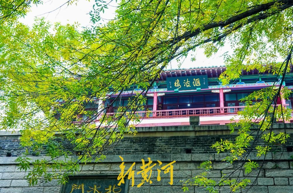 济南：金秋赏叶季开启，白蜡金叶映古建