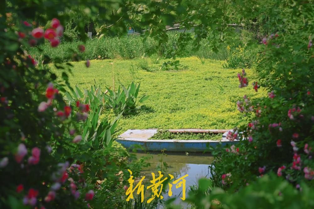 大明湖遐园藏着“莫奈花园”，随手一拍就是无滤镜大片