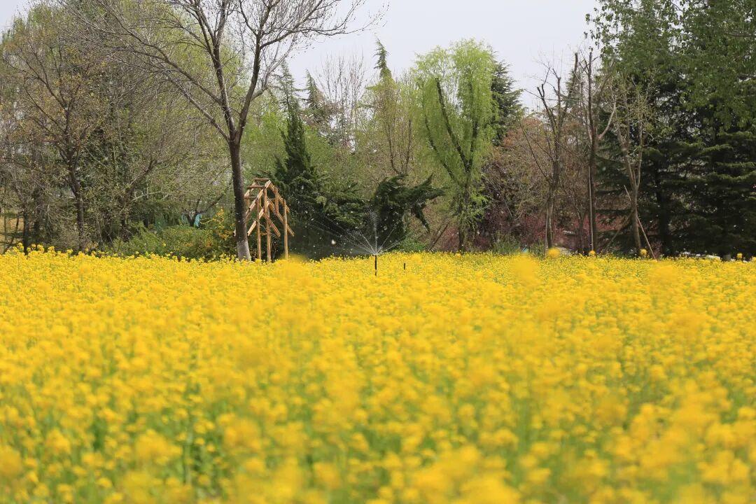 与春天来一场金色的约会，济南植物园油菜花海等你来