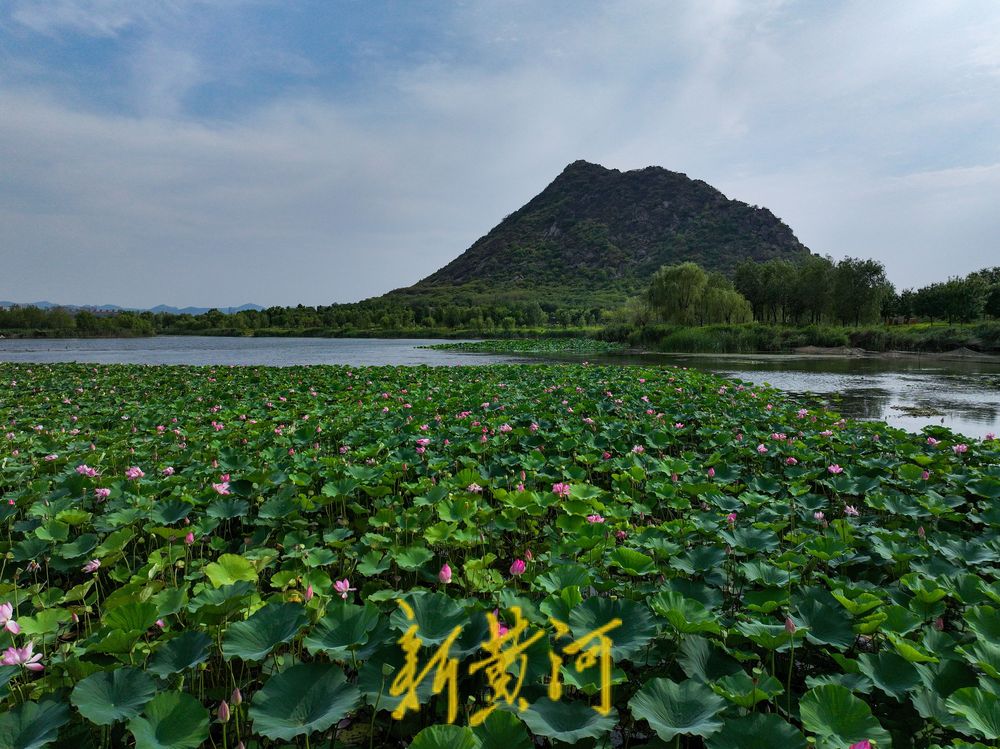 荷风夏韵！华山湖绘就盛夏生态图