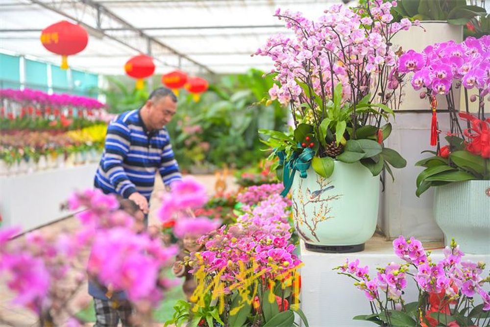 年宵花展汇聚各色花卉争奇斗艳  