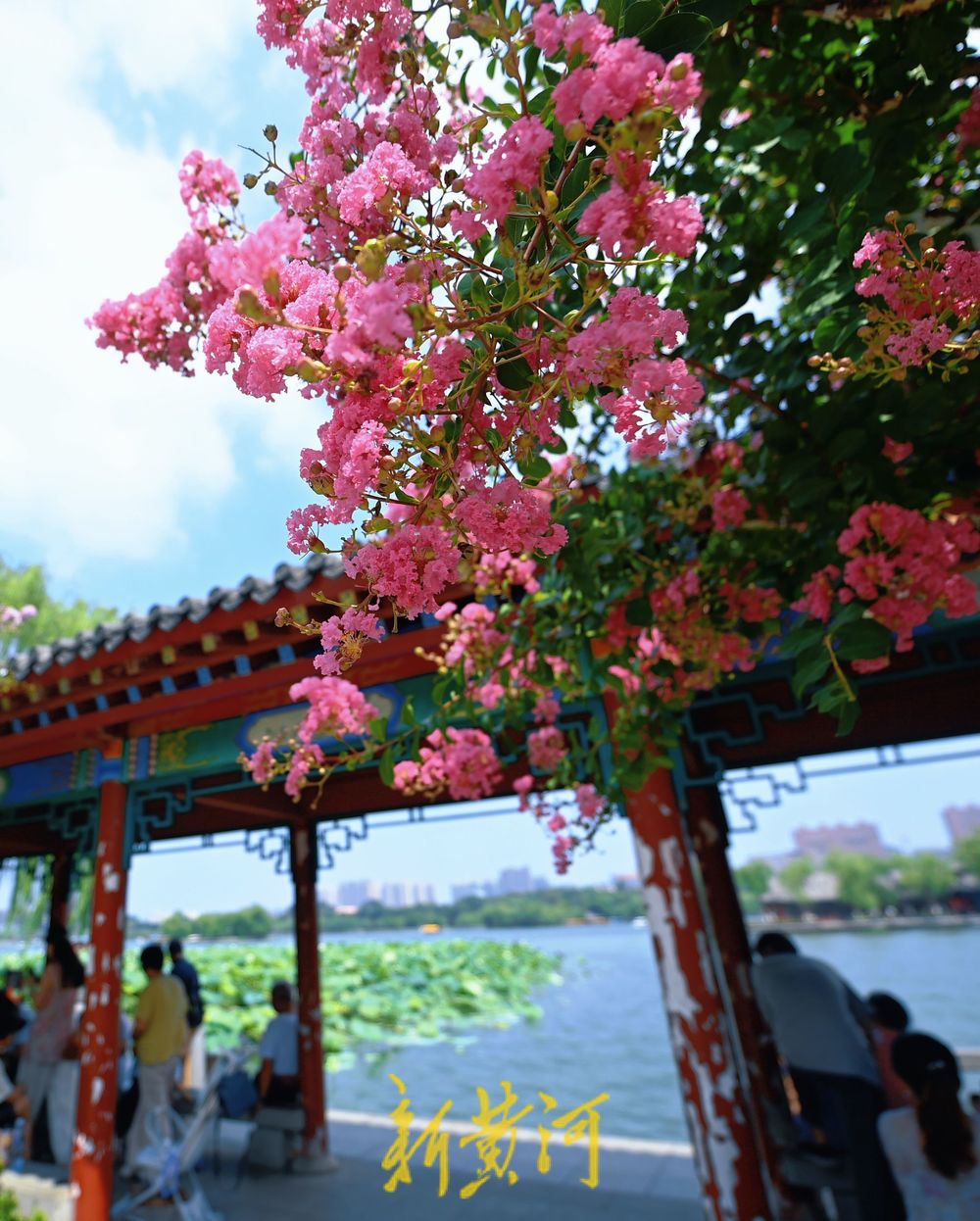 大明湖畔，紫薇等你