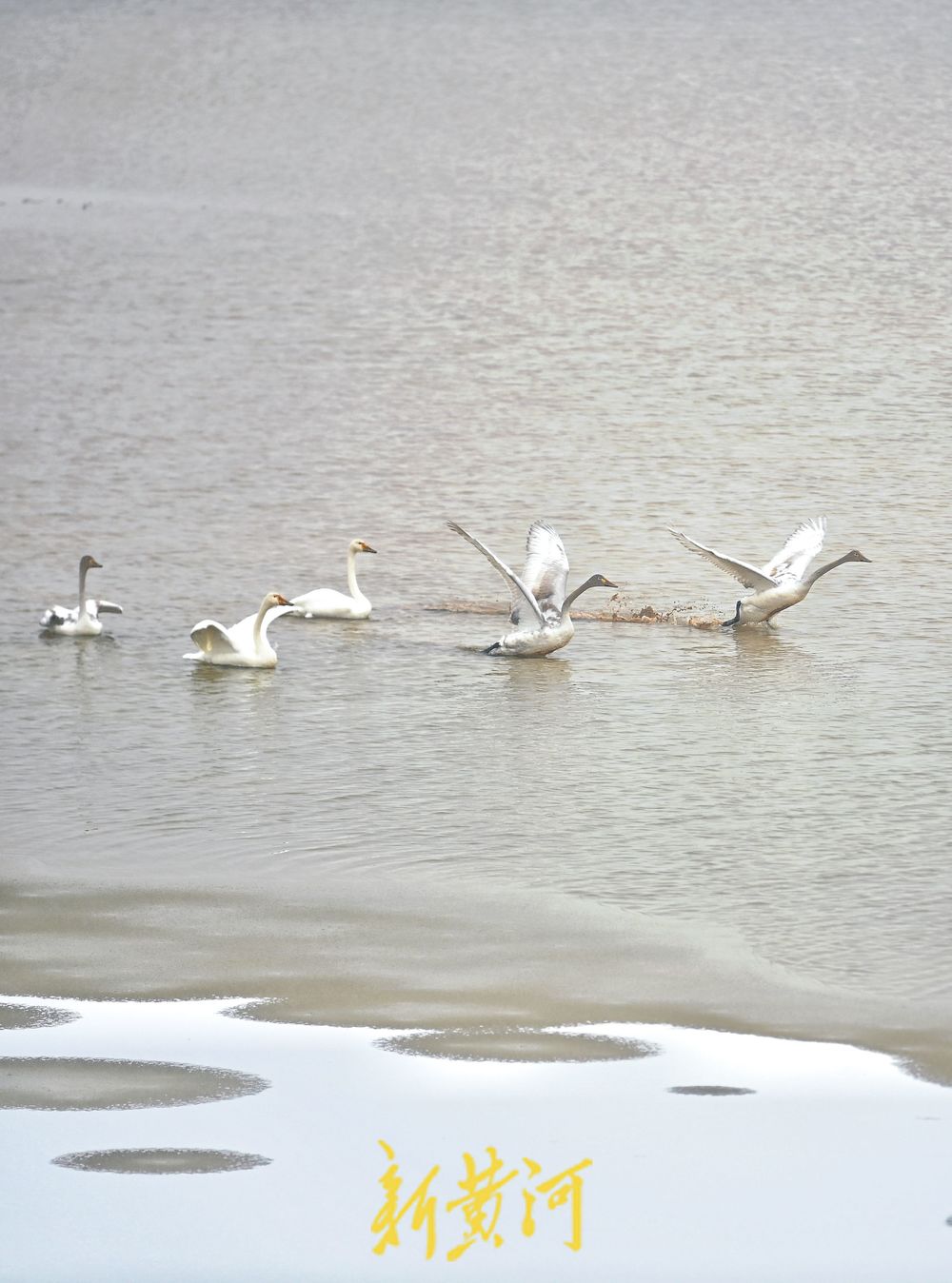 天鹅雪中起舞，演绎灵动之美