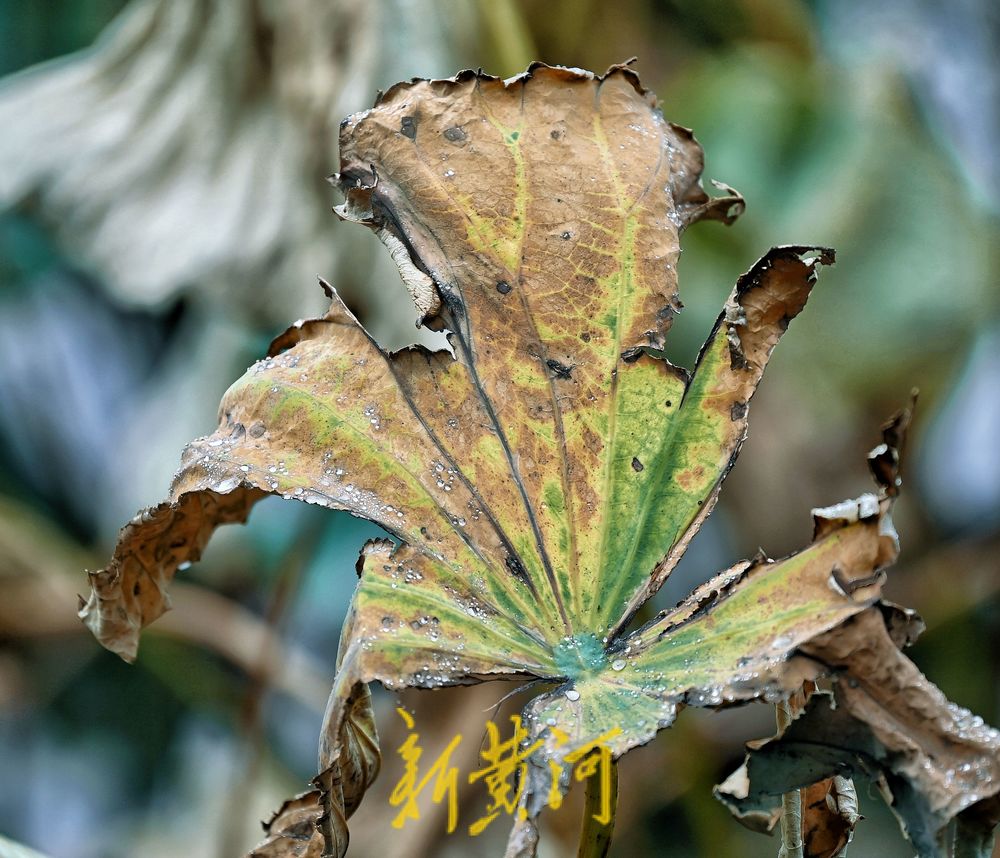 大明湖畔秋雨落残荷