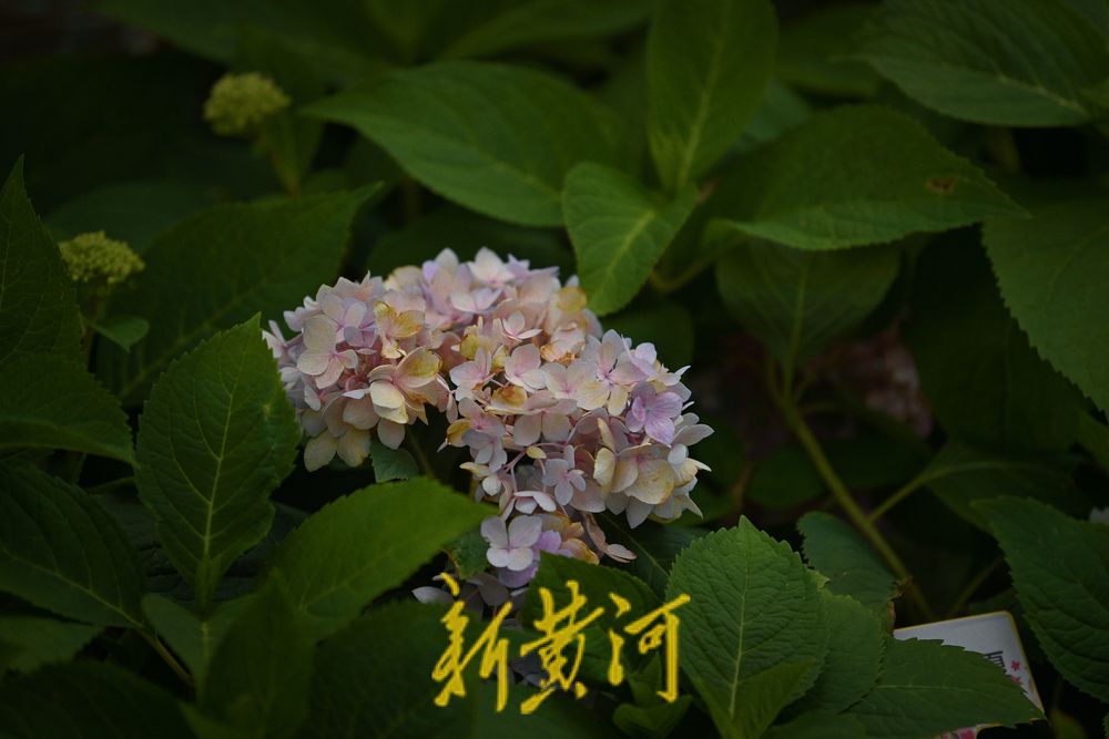 美！大明湖微型花园繁花烂漫 