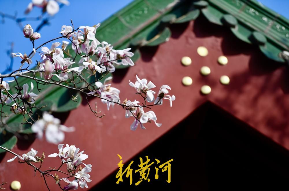 趵突泉畔玉兰盛开 正月“探花”正当时