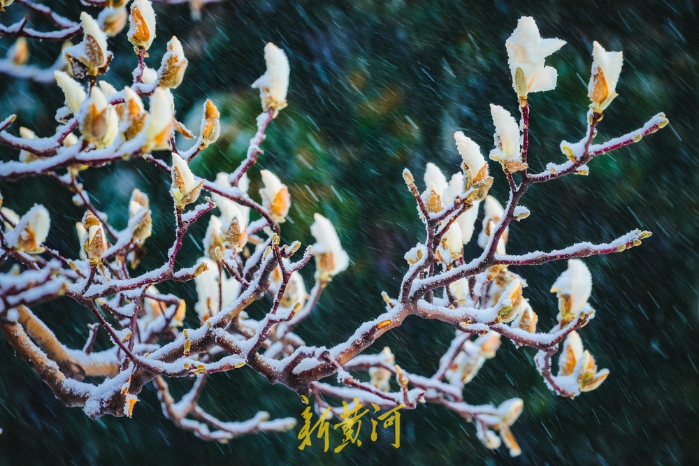 琼楼玉宇，如诗如画！无滤镜无特效的泉城雪景美爆了