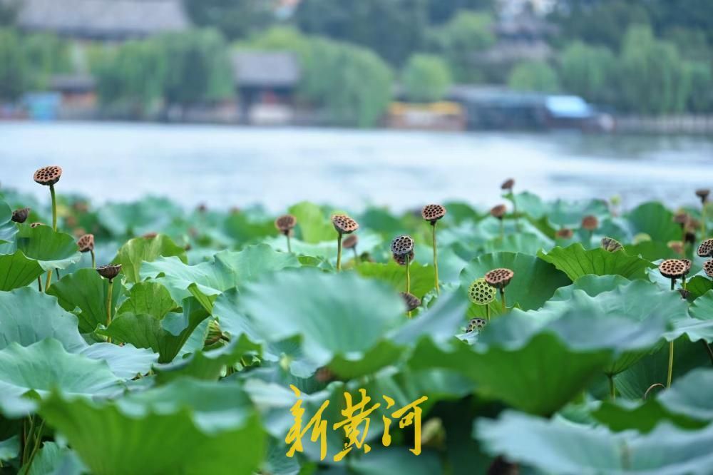 一键入秋！大明湖藕香榭荷塘，繁花落尽莲蓬立
