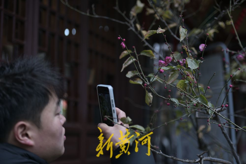 济南冬日里的惊喜，趵突泉畔蜡梅花开