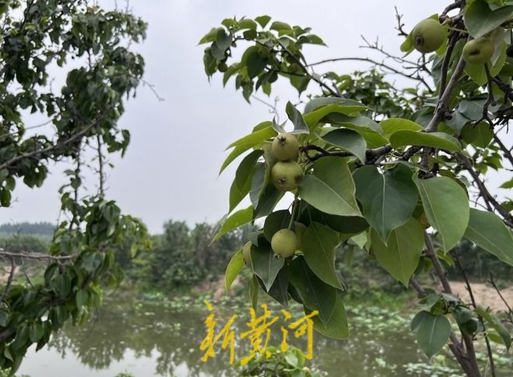 济南小龙虾市场：价格下降消费热情高涨，本地龙虾错峰抢市场