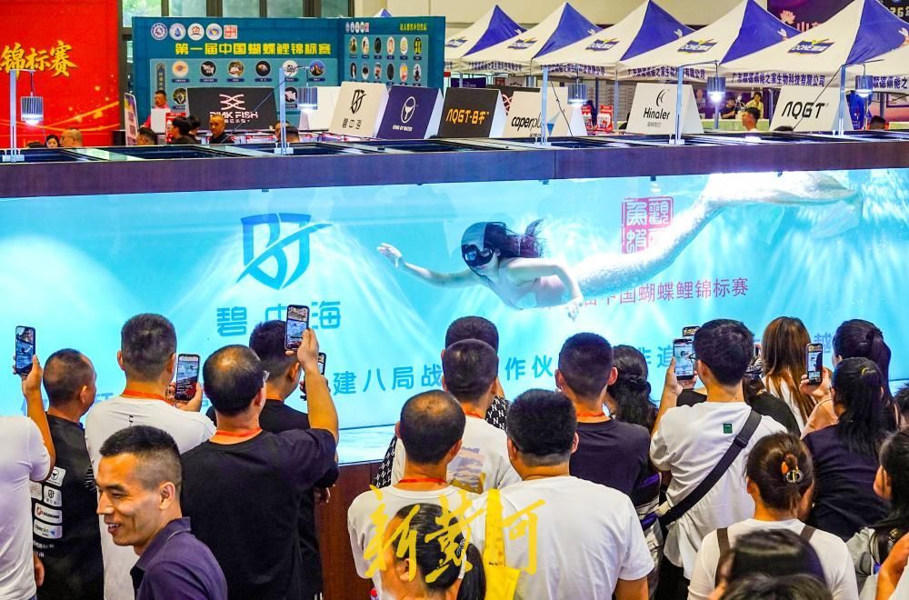 济南一水族用品展会参展商促销出奇招 巨型鱼缸里惊现“美人鱼”