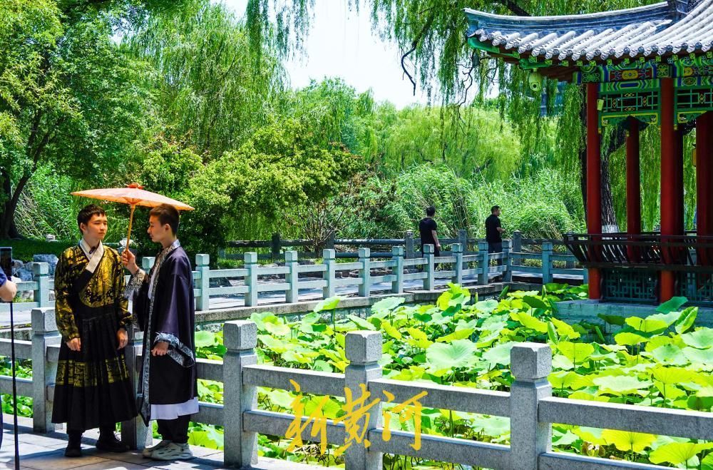 荷香消夏暑，大明湖荷花盛放成避暑热门地标